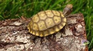 yellow foot tortoises for sale