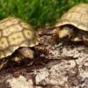 yellow footed tortoise