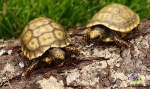 yellow footed tortoise