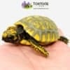 yellow footed tortoise