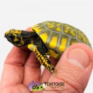 yellow footed tortoise for sale