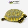 yellow footed tortoise for sale