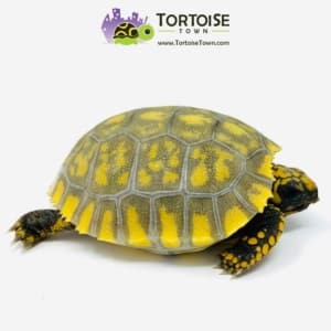 yellow footed tortoise for sale