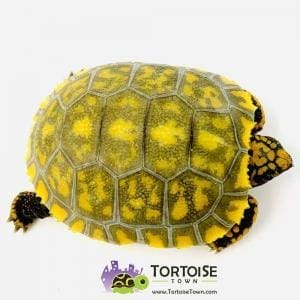 yellow footed tortoise price