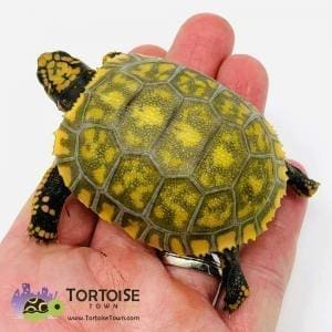 yellow footed tortoises