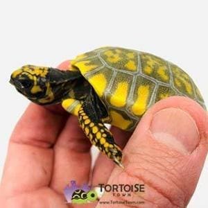 yellow footed tortoises for sale