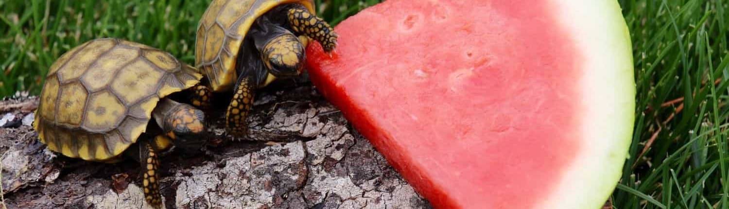 yellow foot tortoises