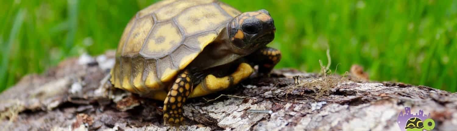 yellow foot tortoise for sale