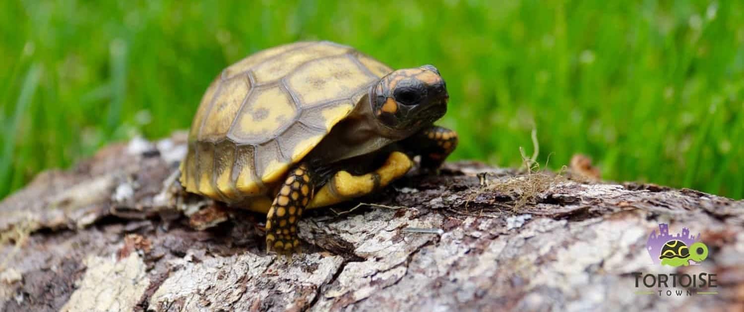 yellow foot tortoise for sale