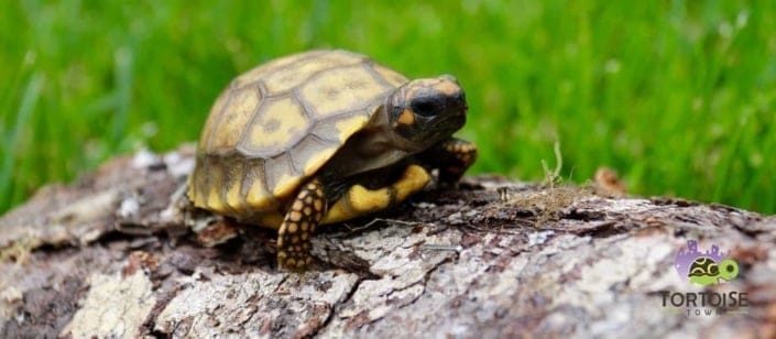 yellow foot tortoise for sale