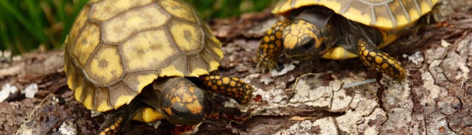 baby yellow foot tortoises for sale