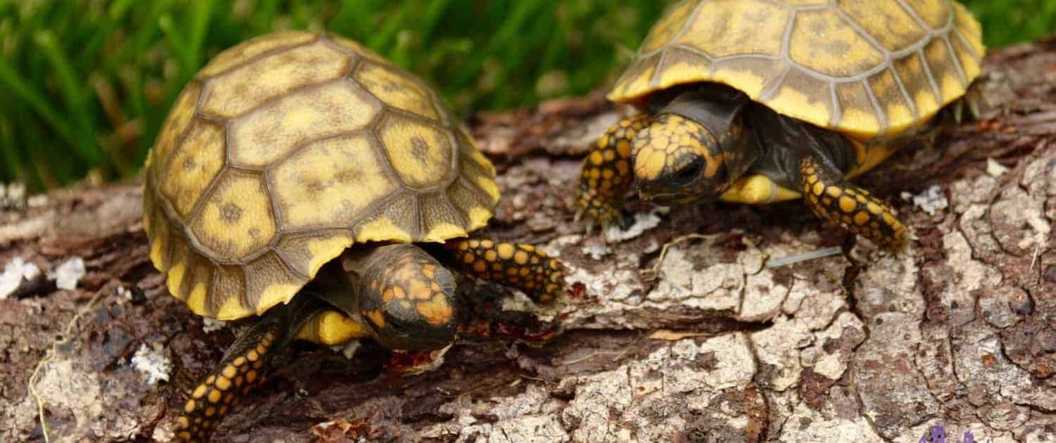 baby yellow foot tortoises for sale