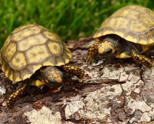 baby yellow foot tortoises for sale