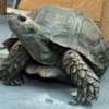 burmese mountain tortoise for sale