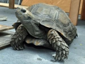 burmese mountain tortoise for sale