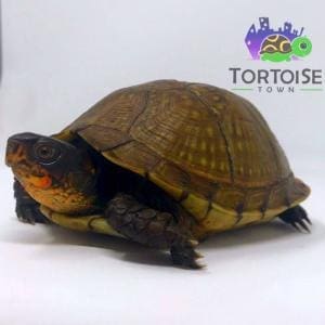 3 toed box turtle