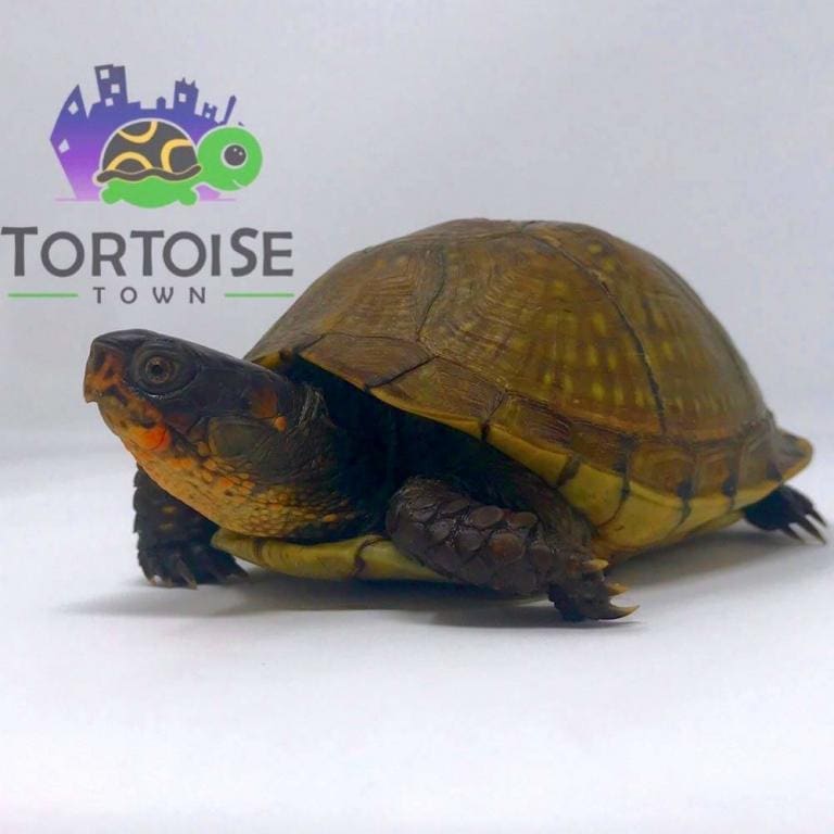 3 Toed Box Turtle for sale 3 toe box turtle hatchling for sale online