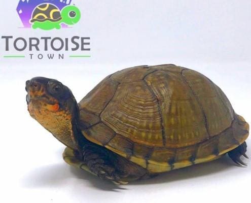 3 toed box turtles for sale