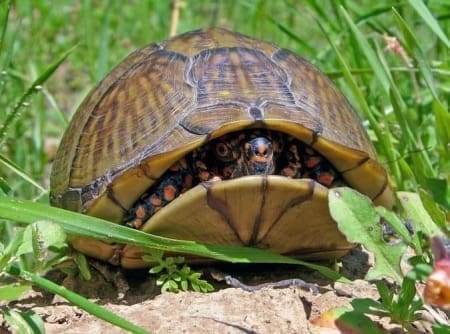 3 toe box turtle for sale