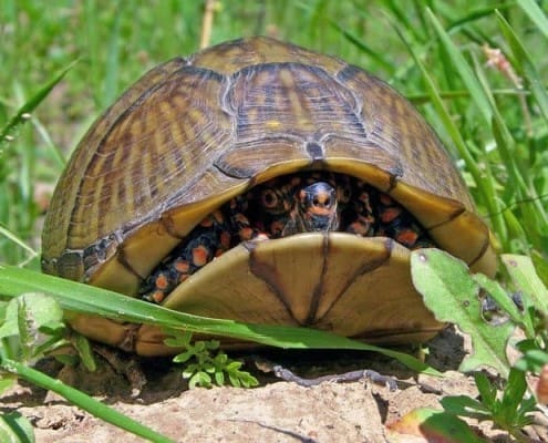 3 toe box turtle for sale