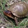 3 toe box turtle