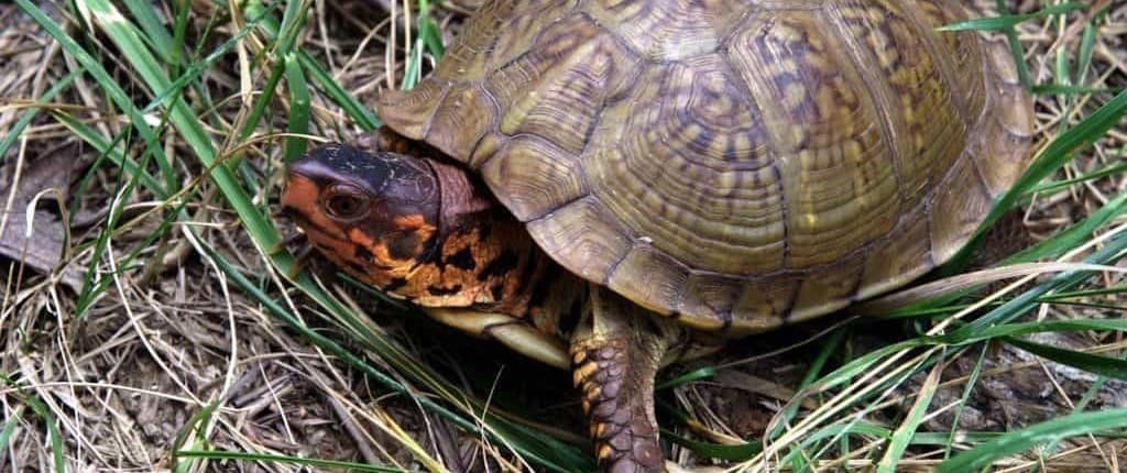 3 toe box turtle