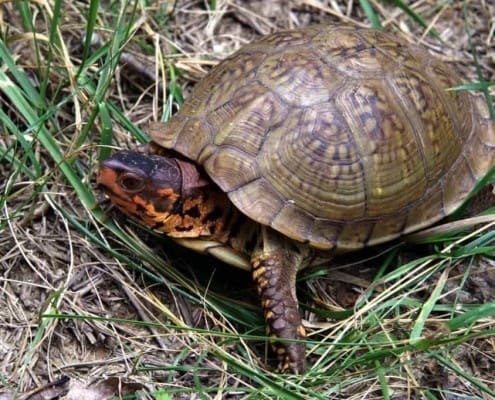 3 toe box turtle