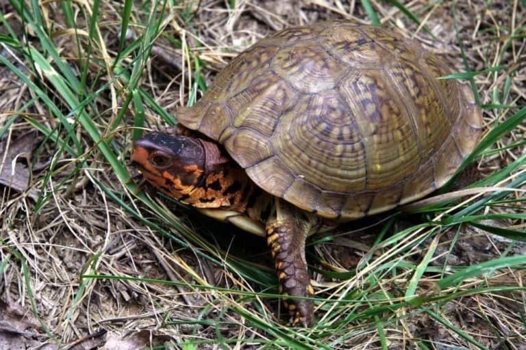 3 Toed Box Turtle for sale buy 3 toe box turtle hatchling for sale