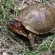 3 toe box turtle