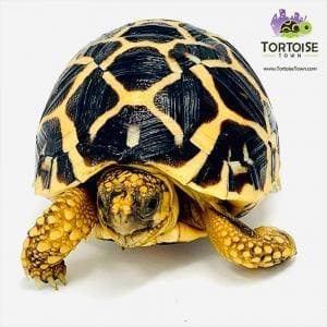 Indian Star tortoise for sale