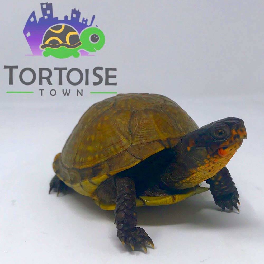 three toed box turtle