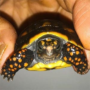 red foot tortoise for sale