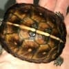 eastern box turtle for sale