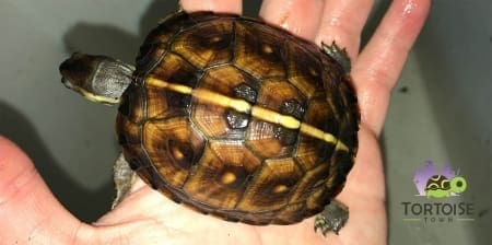 eastern box turtle for sale