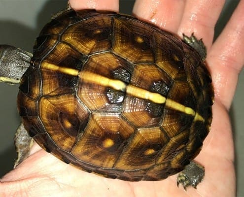 eastern box turtle for sale