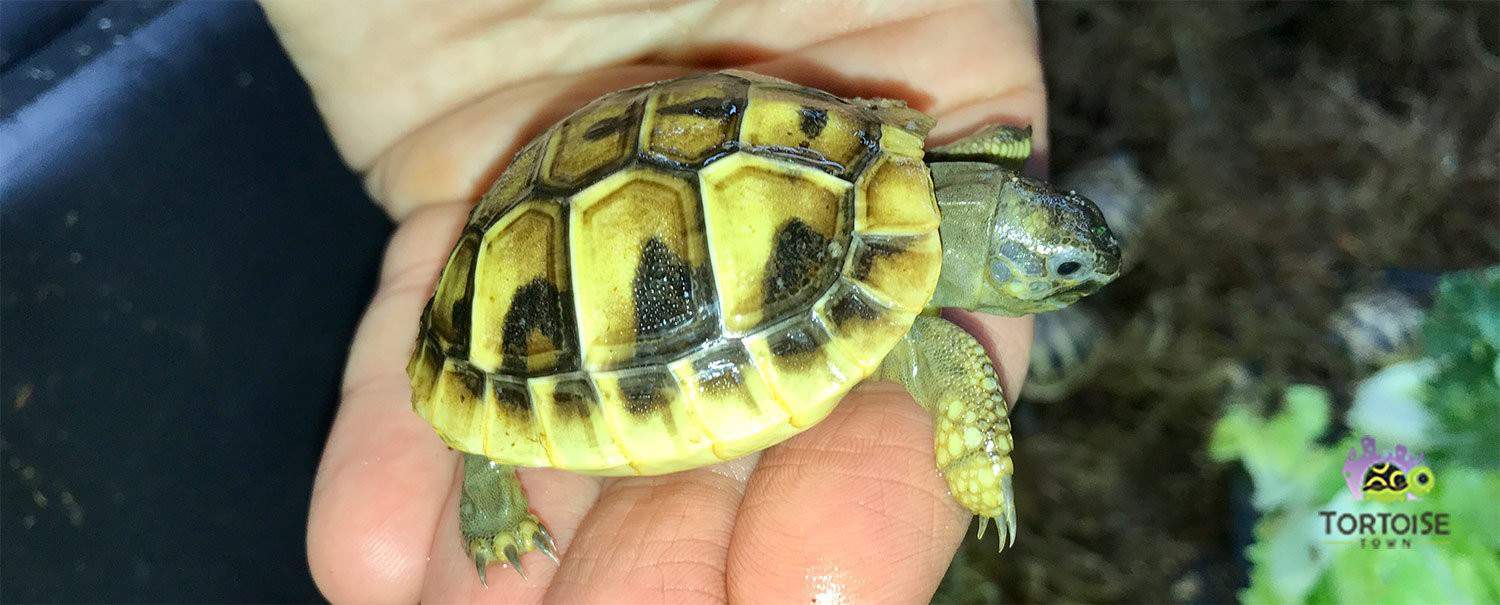 eastern hermann s tortoise