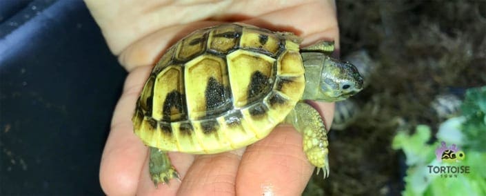 hermann's tortoise for sale