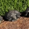 burmese mountain tortoise