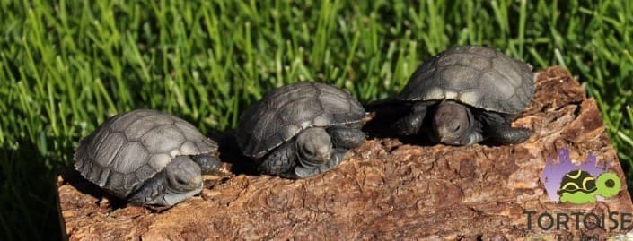 burmese mountain tortoise