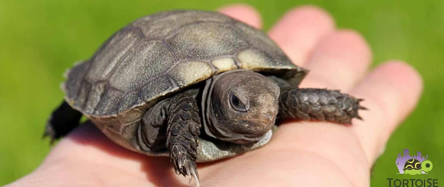 baby burmese mountain tortoise care