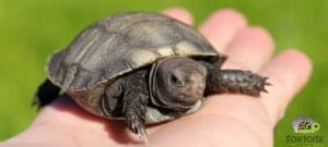 baby burmese mountain tortoise care