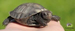 burmese mountain tortoise for sale