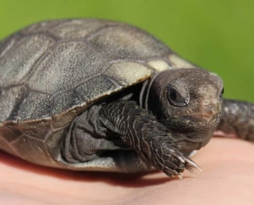 burmese mountain tortoise for sale