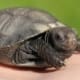 burmese mountain tortoise for sale