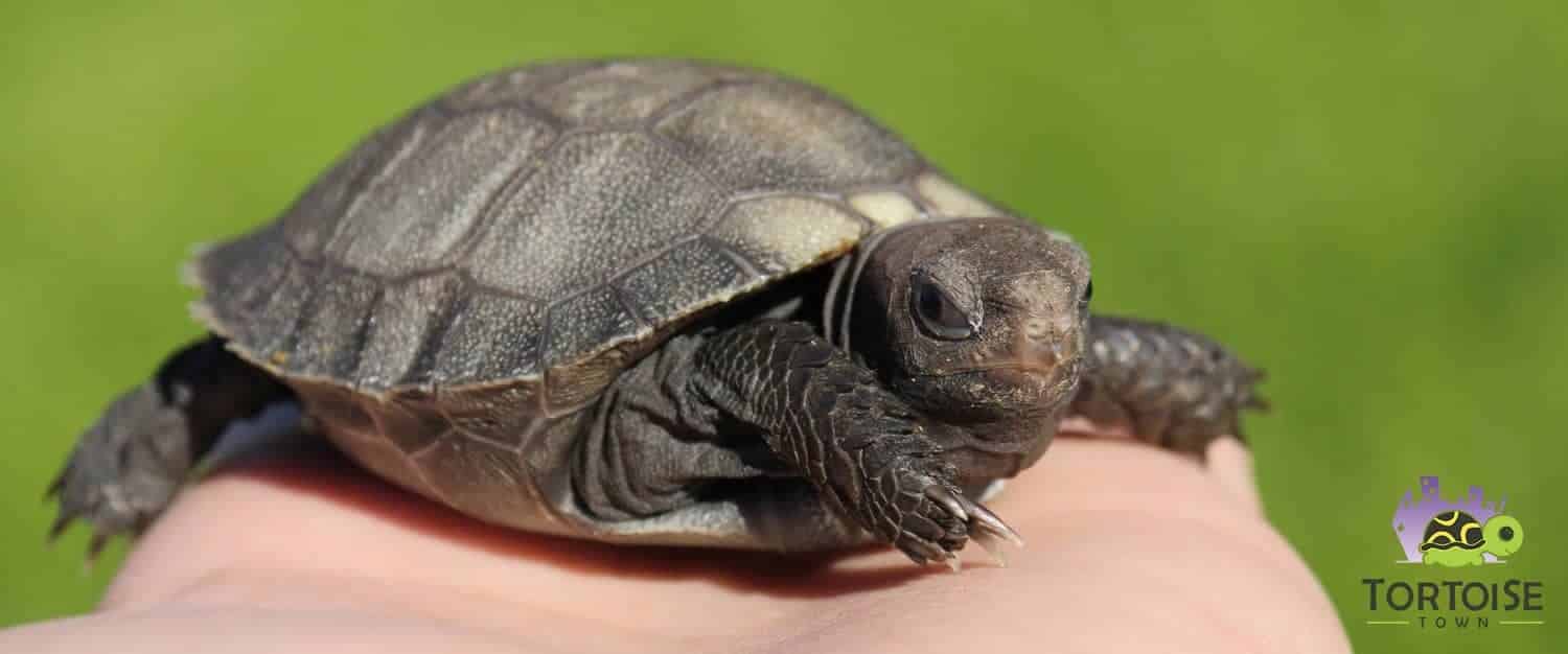 burmese mountain tortoise for sale