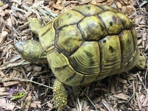 Hermann's tortoise