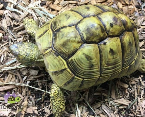 hermann's tortoise