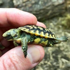 African Pancake Tortoise