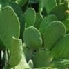 opuntia cactus pads