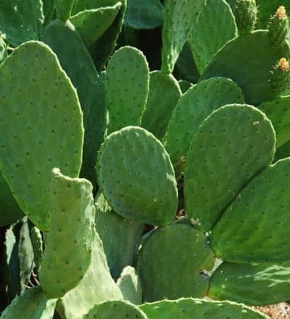 opuntia cactus pads